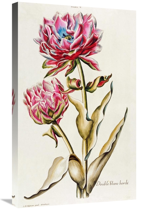 Global Gallery GCS-267421-30-142 30 in. A Double White Edged Tulip Art