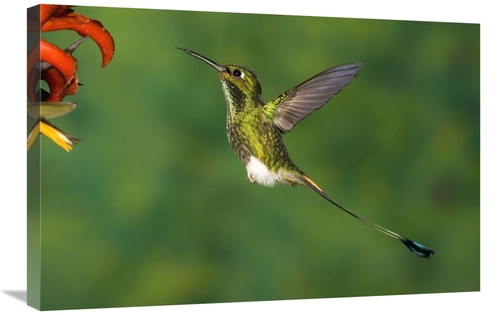 Global Gallery GCS-398315-2030-142 20 x 30 in. Booted Racket-Tail Humm