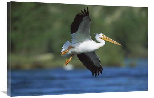 Global Gallery GCS-453325-2436-142 24 x 36 in. American White Pelican 