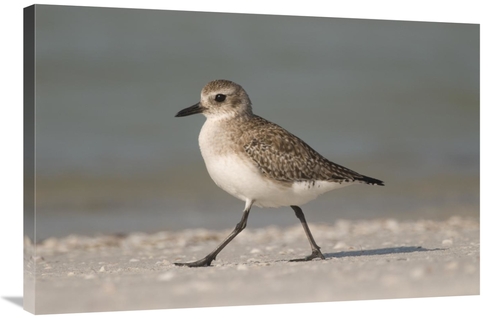 Global Gallery GCS-397369-2436-142 24 x 36 in. Black-Bellied Plover Wa