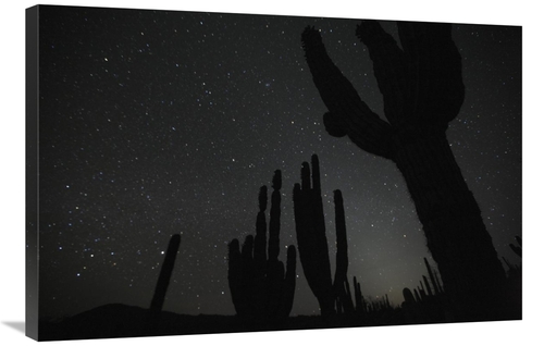 Global Gallery GCS-398113-2436-142 24 x 36 in. Cardon Cacti by Night w