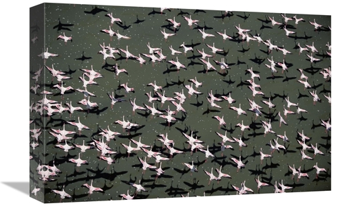 Global Gallery GCS-451979-1218-142 12 x 18 in. Lesser Flamingo Flock F