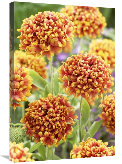 Global Gallery GCS-398401-2030-142 20 x 30 in. Blanketflower Dakota Re