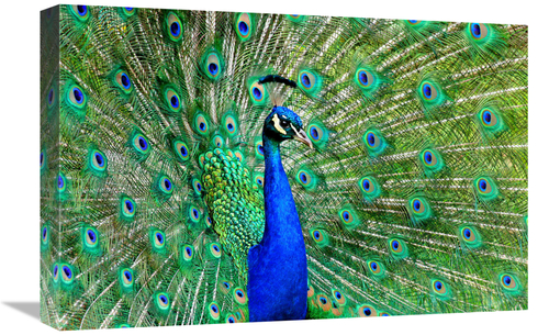 Global Gallery GCS-486597-22-142 22 in. Majestic Peacock II Art Print 