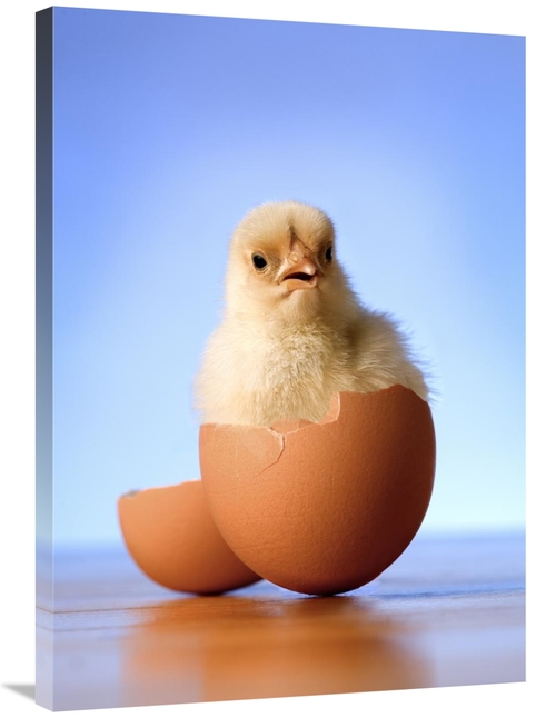 Global Gallery GCS-395702-36-142 36 in. Domestic Chicken Hatchling in 