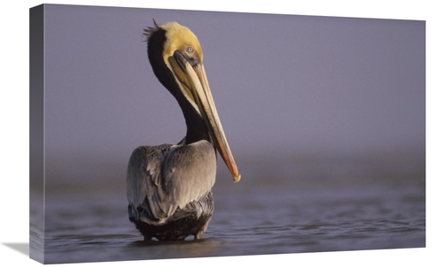 Global Gallery GCS-396042-1624-142 16 x 24 in. Brown Pelican Adult Por