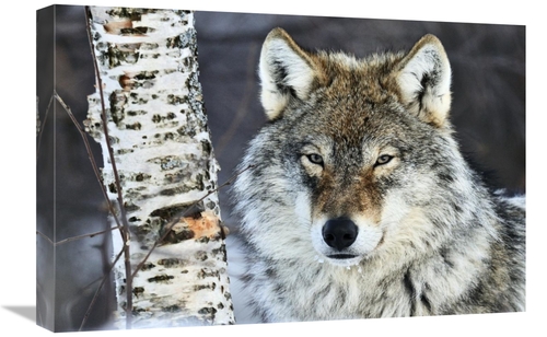 Global Gallery GCS-395678-1624-142 16 x 24 in. Gray Wolf Portrait,