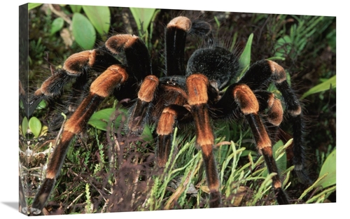 Global Gallery GCS-397241-2030-142 20 x 30 in. Red-Kneed Tarantula Clo