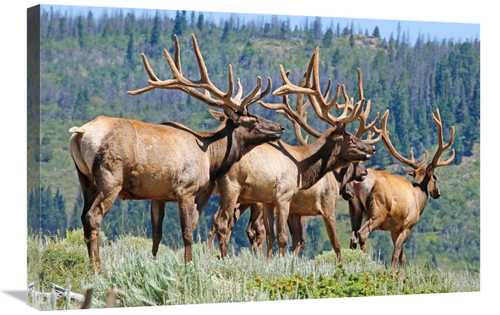 Global Gallery GCS-486538-30-142 30 in. Elk Art Print - Vic Schendel
