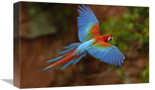 Global Gallery GCS-453222-1218-142 12 x 18 in. Red & Green Macaw Flyin