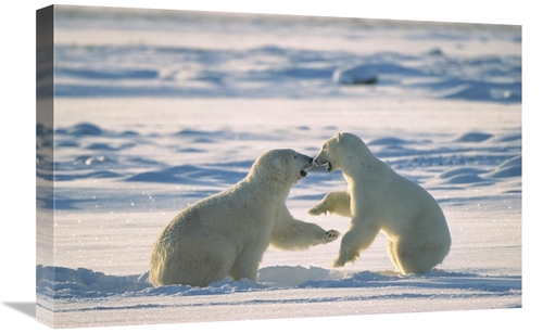 Global Gallery GCS-452502-1624-142 16 x 24 in. Polar Bear Males Fighti