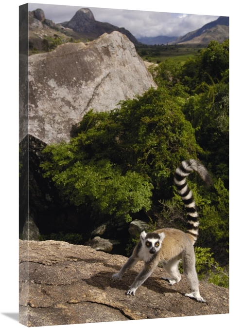 Global Gallery GCS-453238-2030-142 20 x 30 in. Ring-Tailed Lemur, 