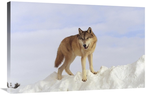 Global Gallery GCS-451961-2436-142 24 x 36 in. Timber Wolf Standing At