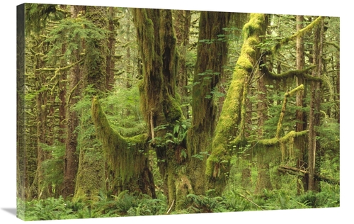 Global Gallery GCS-452902-2436-142 24 x 36 in. Temperate Rainforest&#4