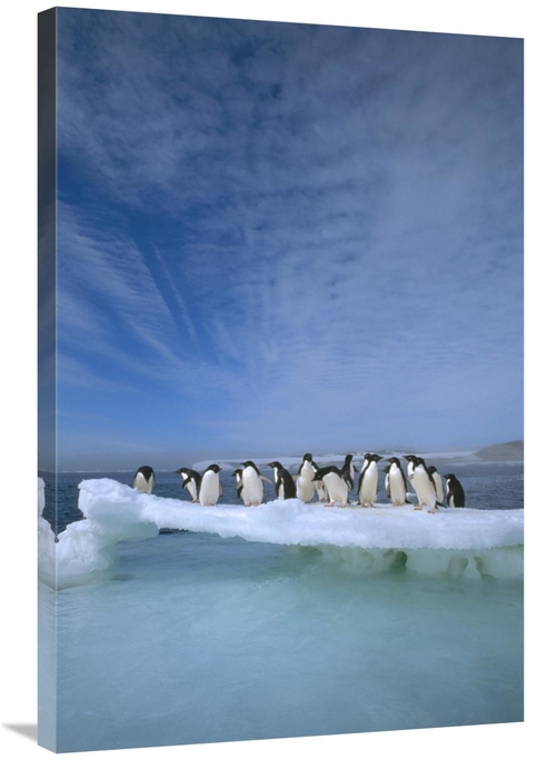 Global Gallery GCS-395663-2436-142 24 x 36 in. Adelie Penguin Group Cr