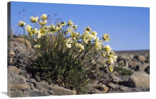 Global Gallery GCS-451341-2436-142 24 x 36 in. Svalbard Poppy, Spi