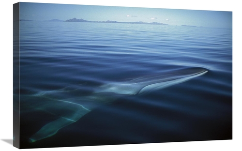 Global Gallery GCS-451688-2030-142 20 x 30 in. Fin Whale At Winter Fee
