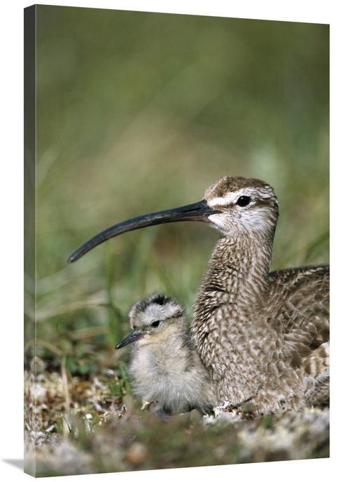 Global Gallery GCS-451910-2436-142 24 x 36 in. Whimbrel Chick with Par