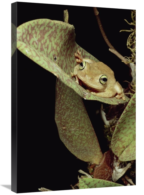 Global Gallery GCS-450695-2030-142 20 x 30 in. Tree Frog in Canopy Orc