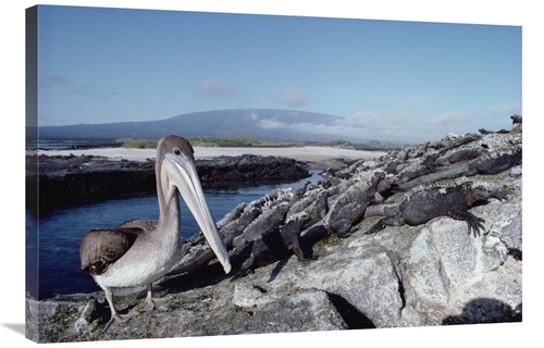 Global Gallery GCS-451157-2436-142 24 x 36 in. Brown Pelican Amid Colo
