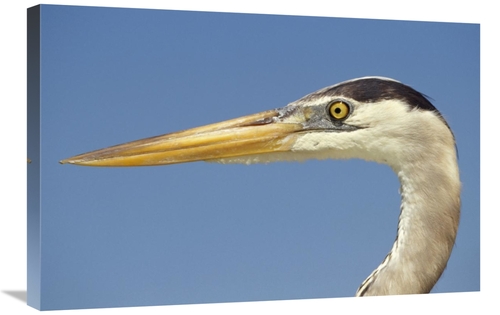 Global Gallery GCS-451298-2030-142 20 x 30 in. Great Blue Heron Portra