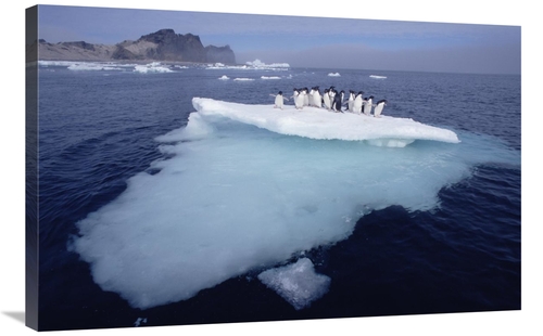 Global Gallery GCS-451544-2436-142 24 x 36 in. Adelie Penguins Crowdin