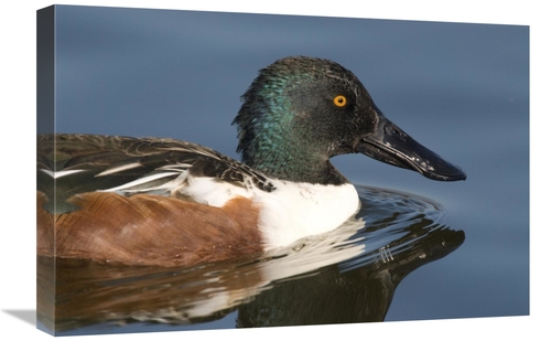 Global Gallery GCS-397395-1624-142 16 x 24 in. Northern Shoveler Male 