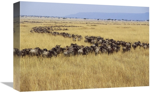 Global Gallery GCS-452947-1218-142 12 x 18 in. Blue Wildebeest Herd Mi