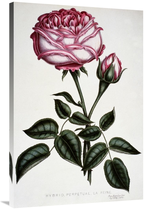 Global Gallery GCS-277232-40-142 40 in. Hybrid, Perpetual, La 