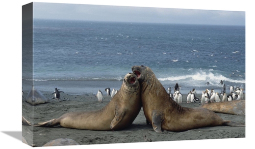 Global Gallery GCS-452454-1218-142 12 x 18 in. Southern Elephant Seal 