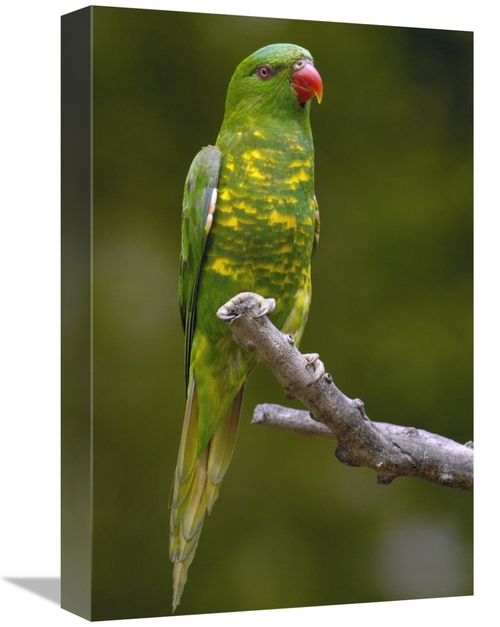 Global Gallery GCS-453097-1218-142 12 x 18 in. Scaly-Breasted Lorikeet