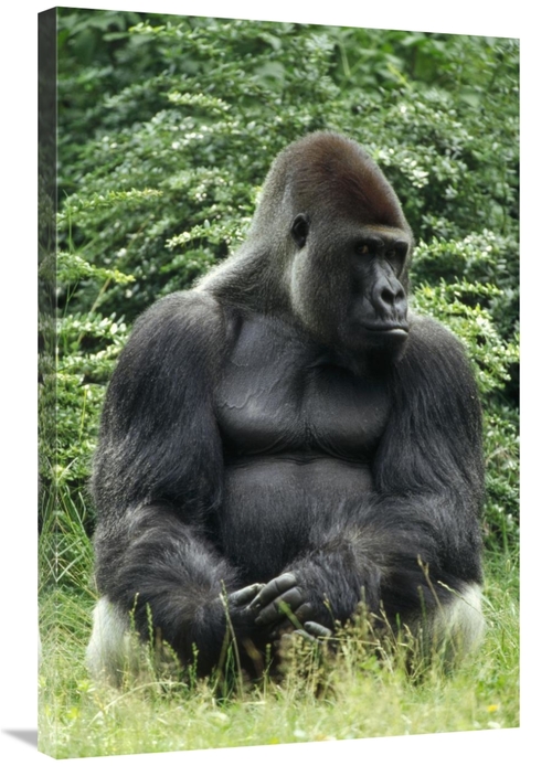 Global Gallery GCS-452385-2436-142 24 x 36 in. Western Lowland Gorilla