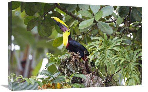 Global Gallery GCS-452679-2030-142 20 x 30 in. Chestnut-Mandibled Touc