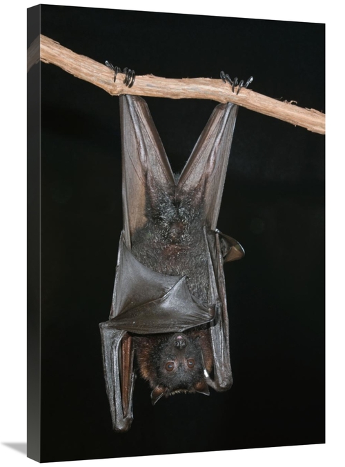 Global Gallery GCS-397285-2030-142 20 x 30 in. Large Flying Fox Roosti