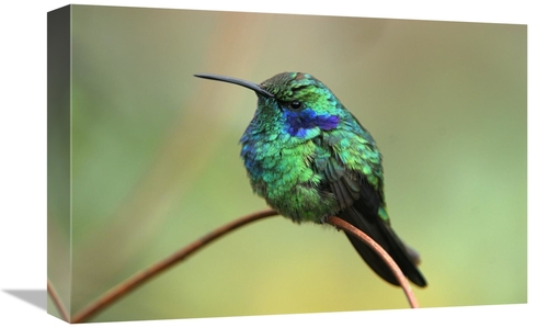 Global Gallery GCS-397647-1218-142 12 x 18 in. Green VIolet-Ear Hummin