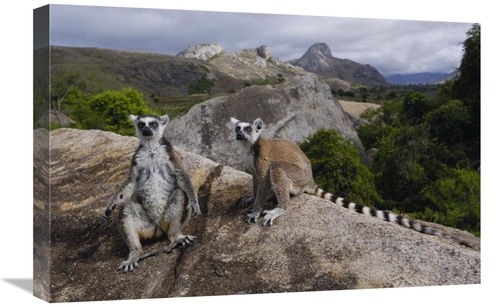 Global Gallery GCS-453239-1624-142 16 x 24 in. Ring-Tailed Lemur Pair&
