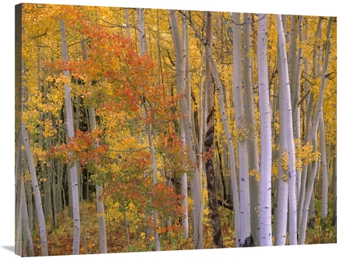 Global Gallery GCS-396069-3040-142 30 x 40 in. Aspens at Independence 