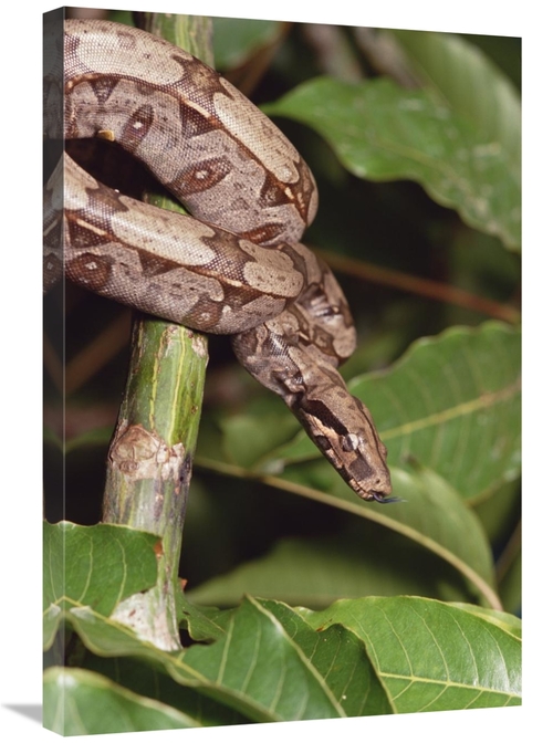 Global Gallery GCS-452738-2030-142 20 x 30 in. Boa Constrictor Coiled 