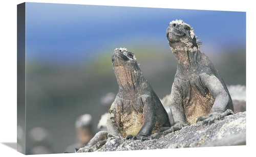 Global Gallery GCS-451251-1624-142 16 x 24 in. Marine Iguanas Sky Poin