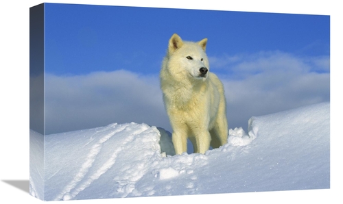 Global Gallery GCS-453304-1218-142 12 x 18 in. Arctic Wolf Portrait of