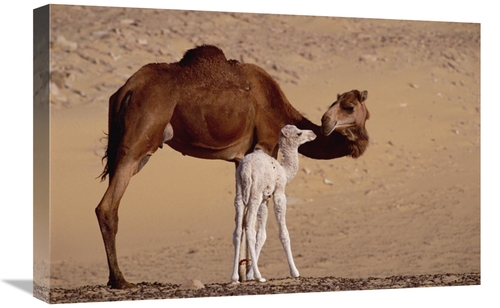 Global Gallery GCS-452969-1624-142 16 x 24 in. Dromedary Camel with Tw