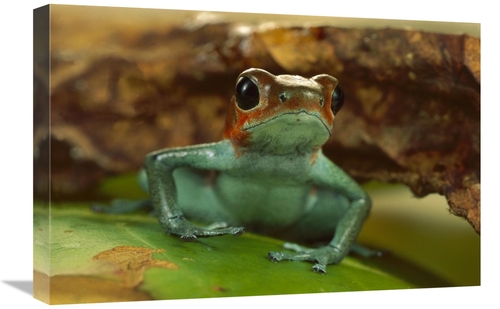 Global Gallery GCS-450777-1624-142 16 x 24 in. Strawberry Poison Dart 