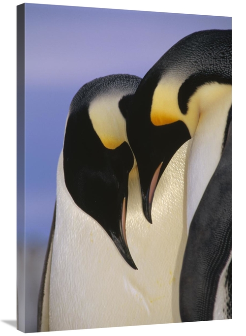 Global Gallery GCS-395646-2436-142 24 x 36 in. Emperor Penguin Courtin