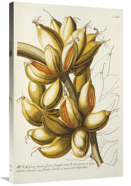 Global Gallery GCS-266268-36-142 36 in. Musae Art Print - Georg Dionys