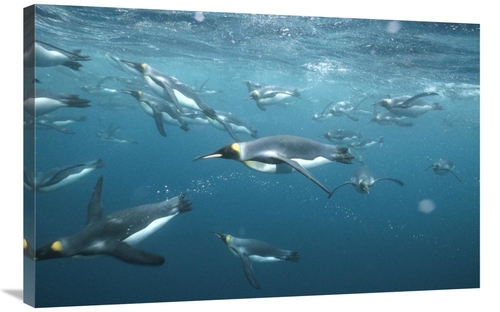 Global Gallery GCS-451354-2436-142 24 x 36 in. King Penguins Underwate