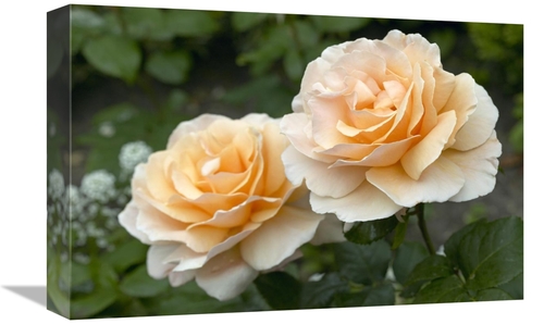 Global Gallery GCS-398345-1218-142 12 x 18 in. Rose Just Joey Variety 