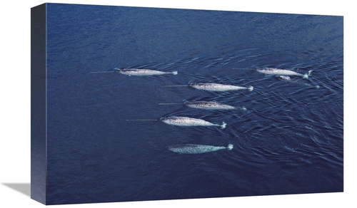 Global Gallery GCS-450593-1218-142 12 x 18 in. Narwhal Pod Aerial,