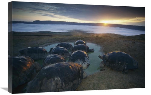 Global Gallery GCS-451741-2030-142 20 x 30 in. Volcan Alcedo Giant Tor