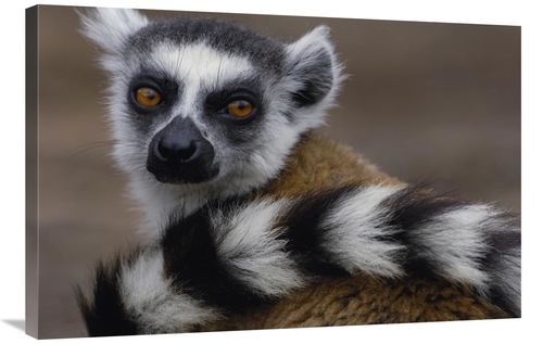 Global Gallery GCS-453251-2436-142 24 x 36 in. Ring-Tailed Lemur Portr