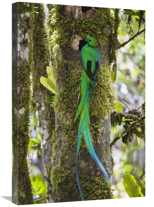 Global Gallery GCS-452659-2030-142 20 x 30 in. Resplendent Quetzal Mal